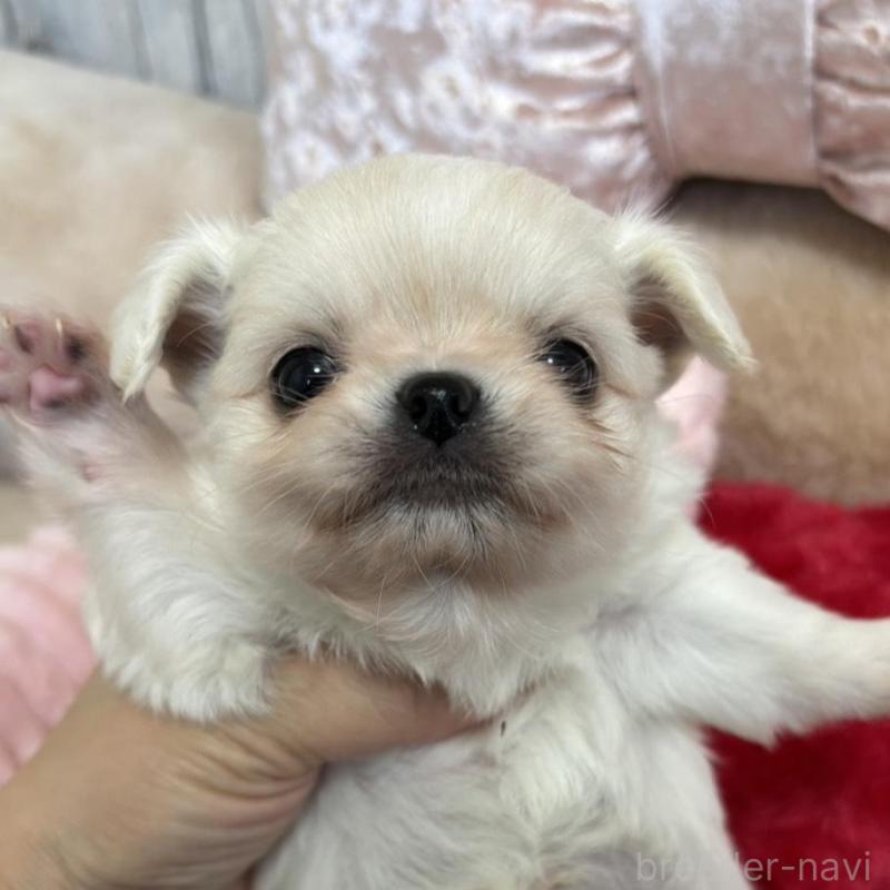 販売中の兵庫県のチワワ(ロングコート)-433498の2枚目