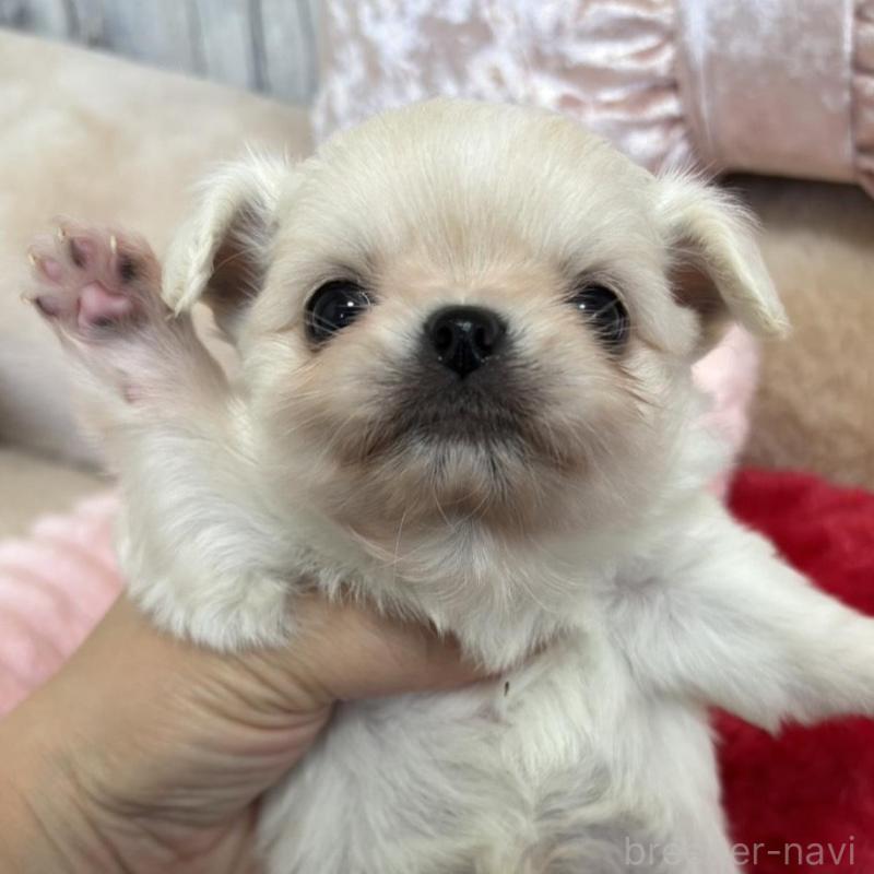 販売中の兵庫県のチワワ(ロングコート)-433498