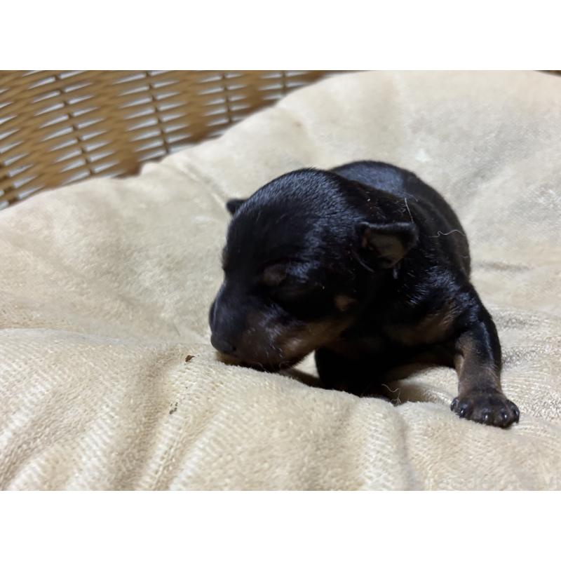 販売中の千葉県のトイマンチェスターテリア-435921の3枚目