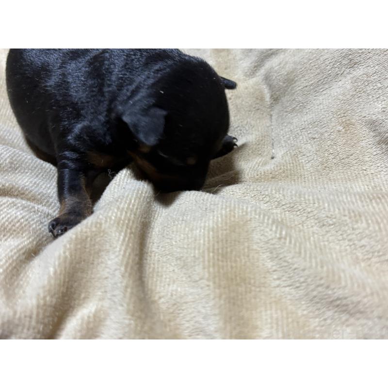 販売中の千葉県のトイマンチェスターテリア-435921の2枚目