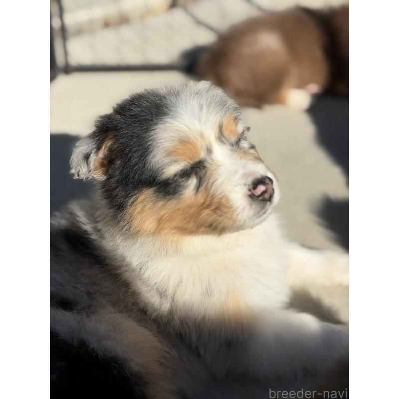 成約済の山梨県のオーストラリアンシェパード-423317の7枚目