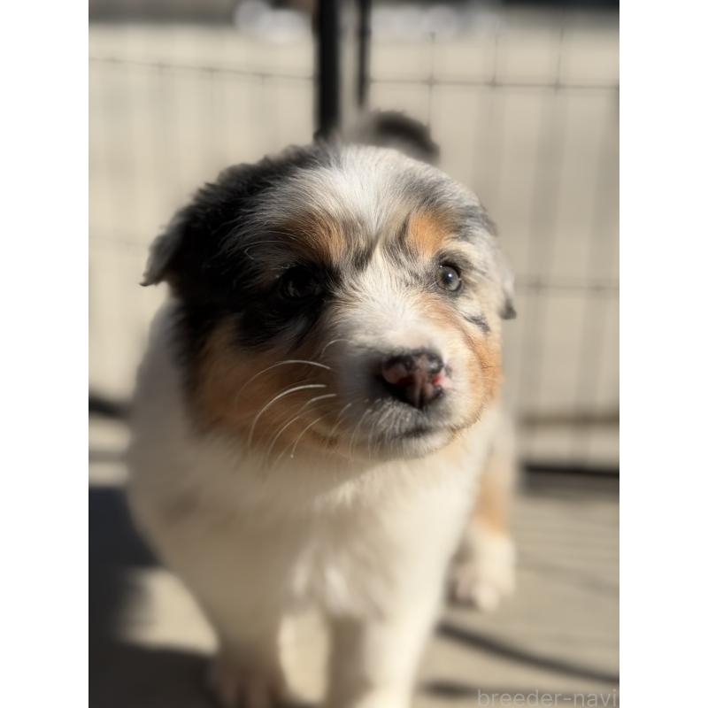 成約済の山梨県のオーストラリアンシェパード-423317の6枚目