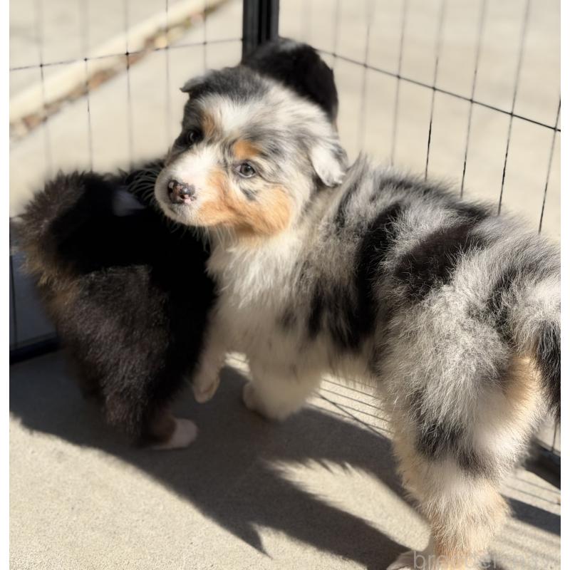 成約済の山梨県のオーストラリアンシェパード-423317の5枚目