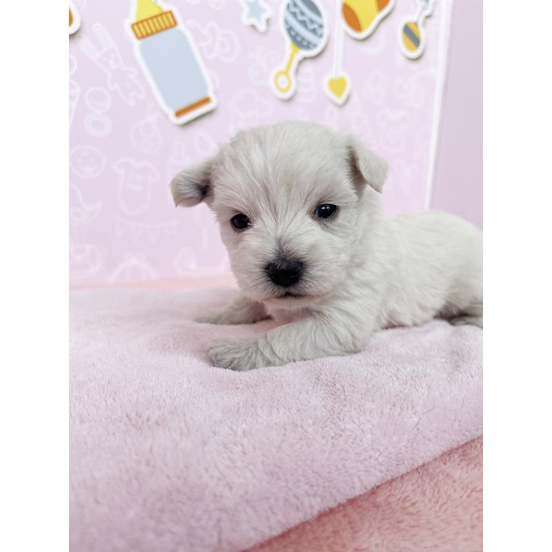 販売中の東京都のミックス犬-433501の5枚目