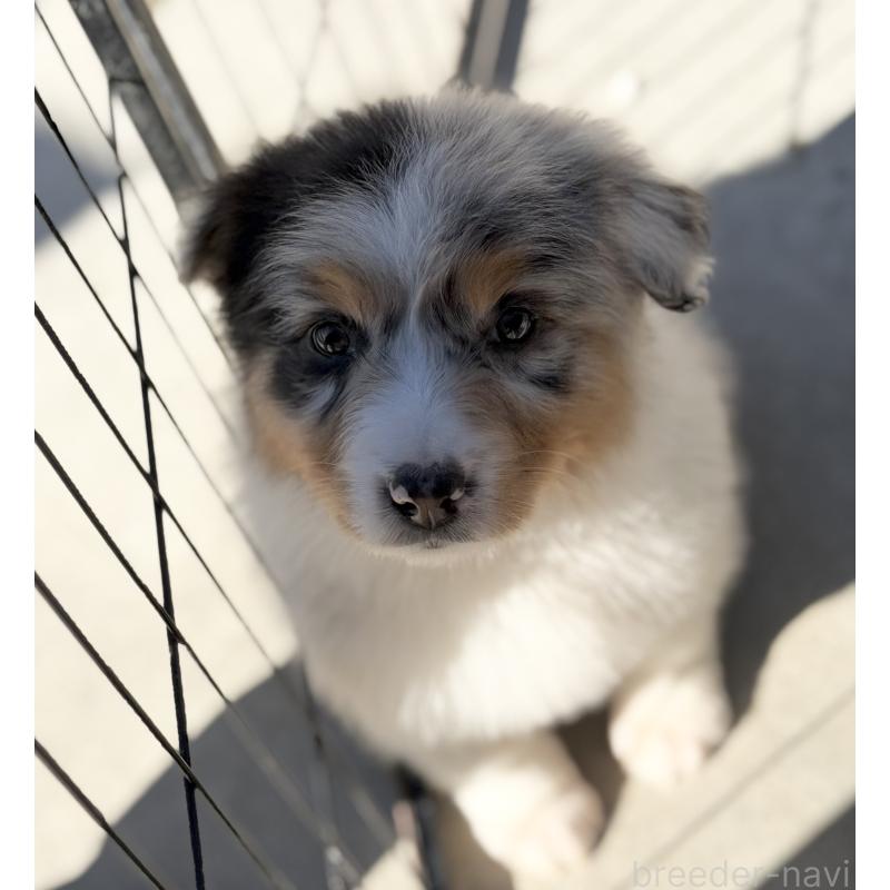 成約済の山梨県のオーストラリアンシェパード-423317の4枚目