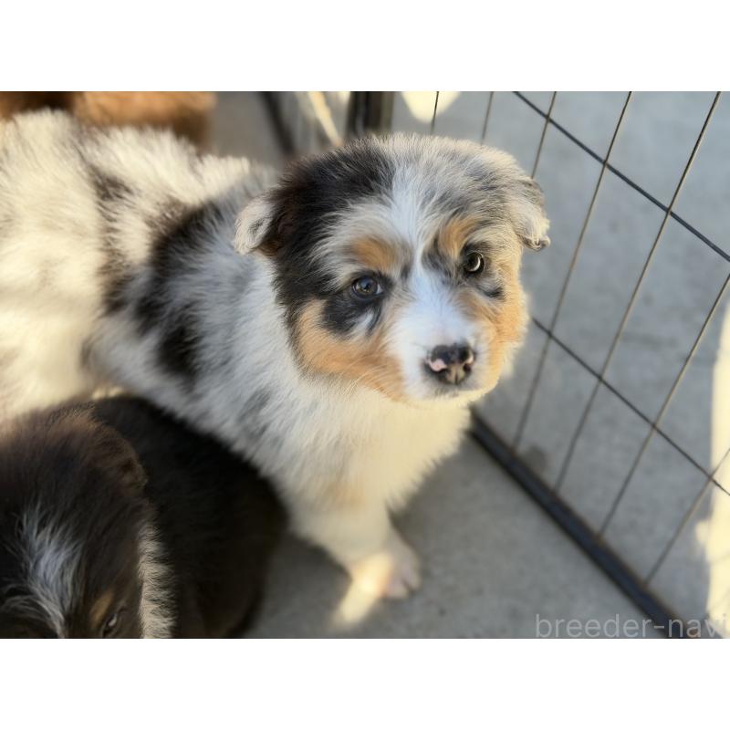 成約済の山梨県のオーストラリアンシェパード-423317の3枚目