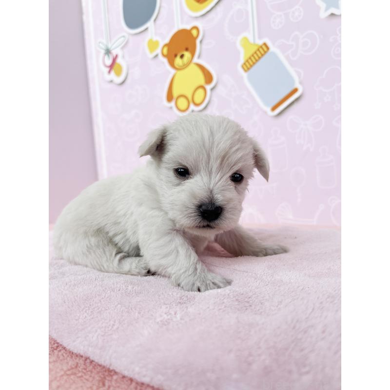 販売中の東京都のミックス犬-433501の4枚目