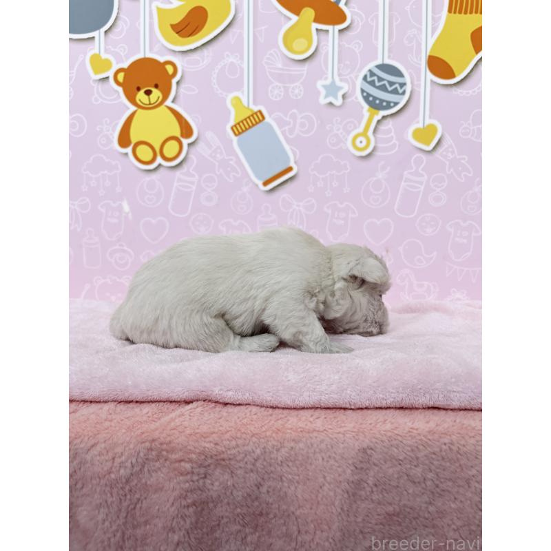 販売中の東京都のミックス犬-433501の3枚目