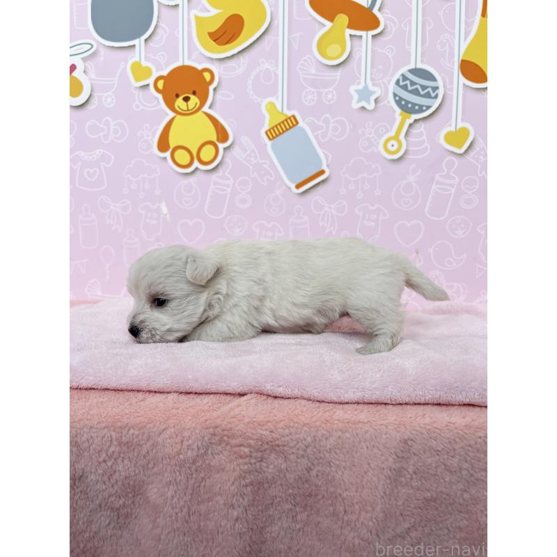 販売中の東京都のミックス犬-433501の2枚目