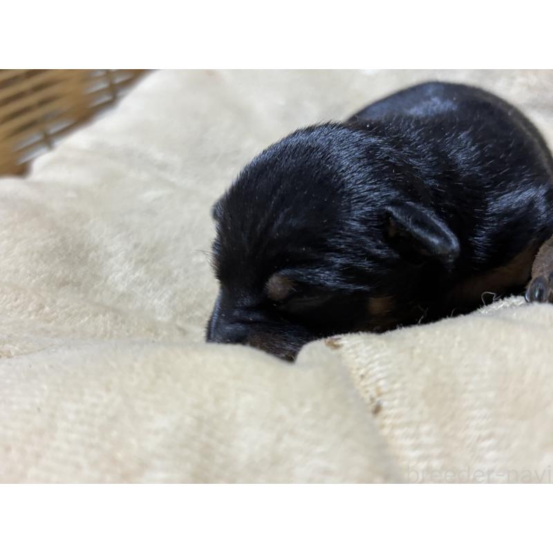 販売中の千葉県のトイマンチェスターテリア-435920の3枚目