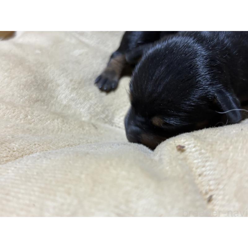 販売中の千葉県のトイマンチェスターテリア-435920の2枚目