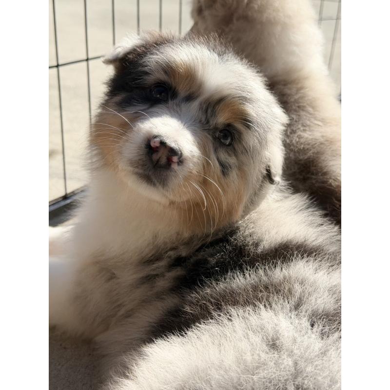 成約済の山梨県のオーストラリアンシェパード-423317の2枚目