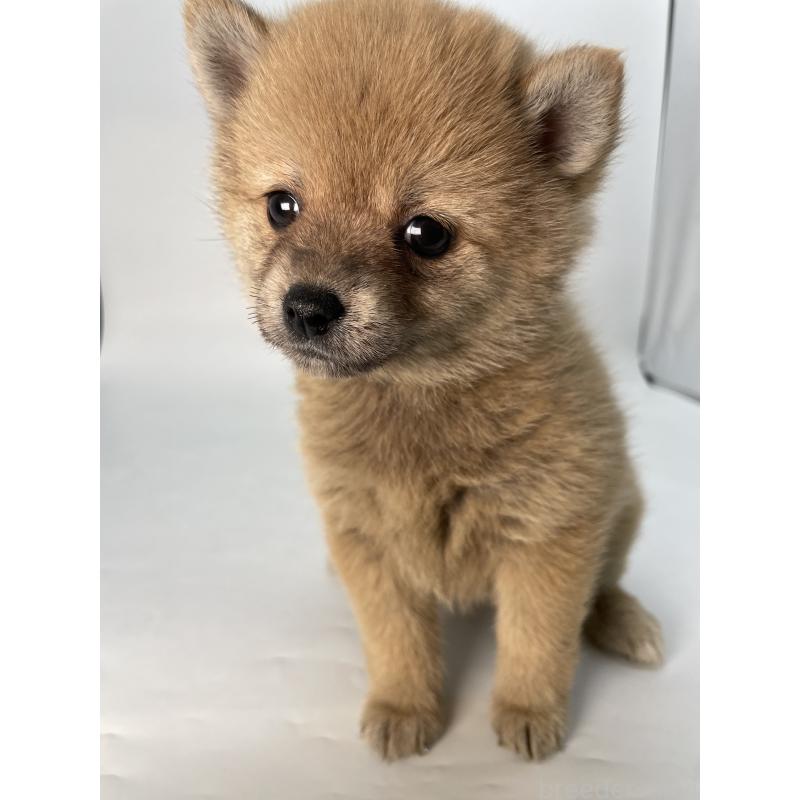 販売中の千葉県のミックス犬-433499の1枚目