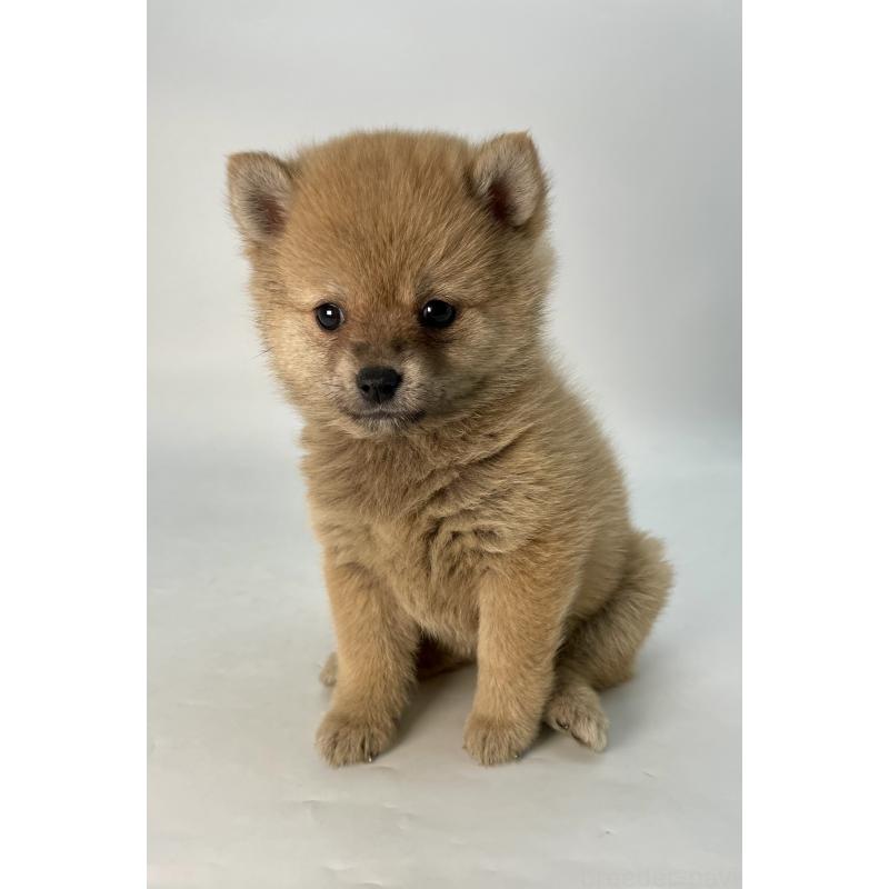 販売中の千葉県のミックス犬-433499の13枚目