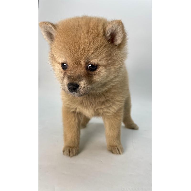 販売中の千葉県のミックス犬-433499の12枚目