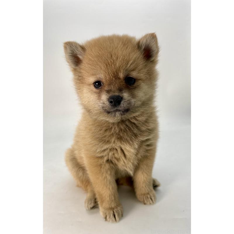 販売中の千葉県のミックス犬-433499の10枚目