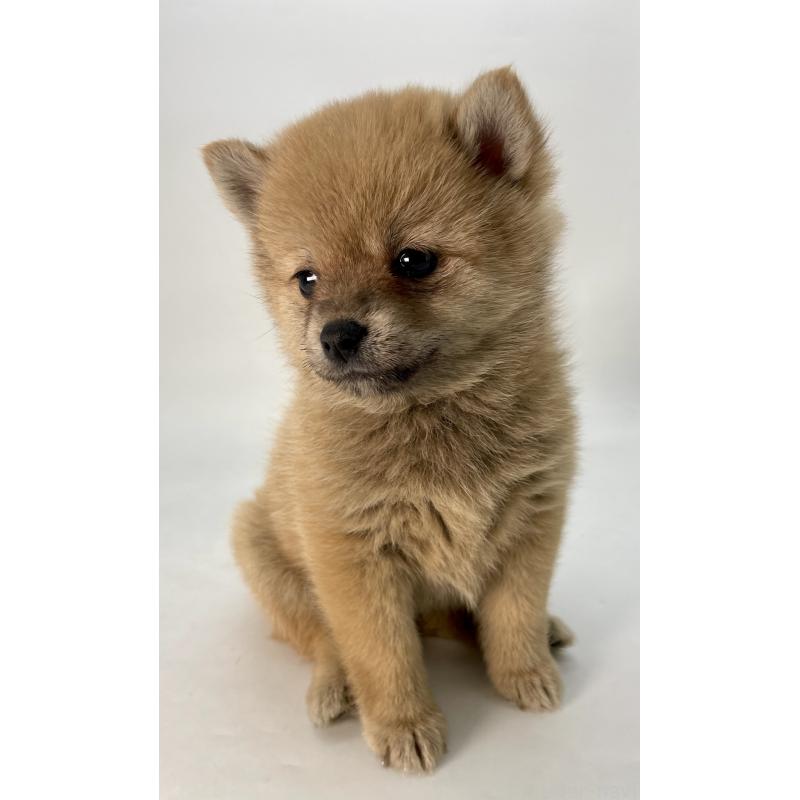 販売中の千葉県のミックス犬-433499の9枚目