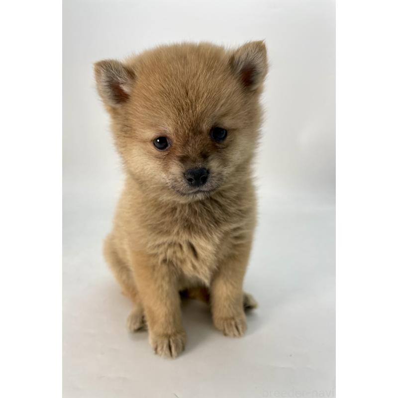 販売中の千葉県のミックス犬-433499の8枚目