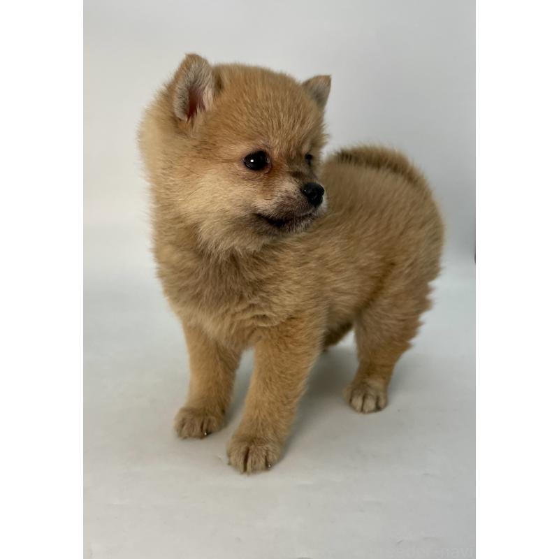 販売中の千葉県のミックス犬-433499の7枚目