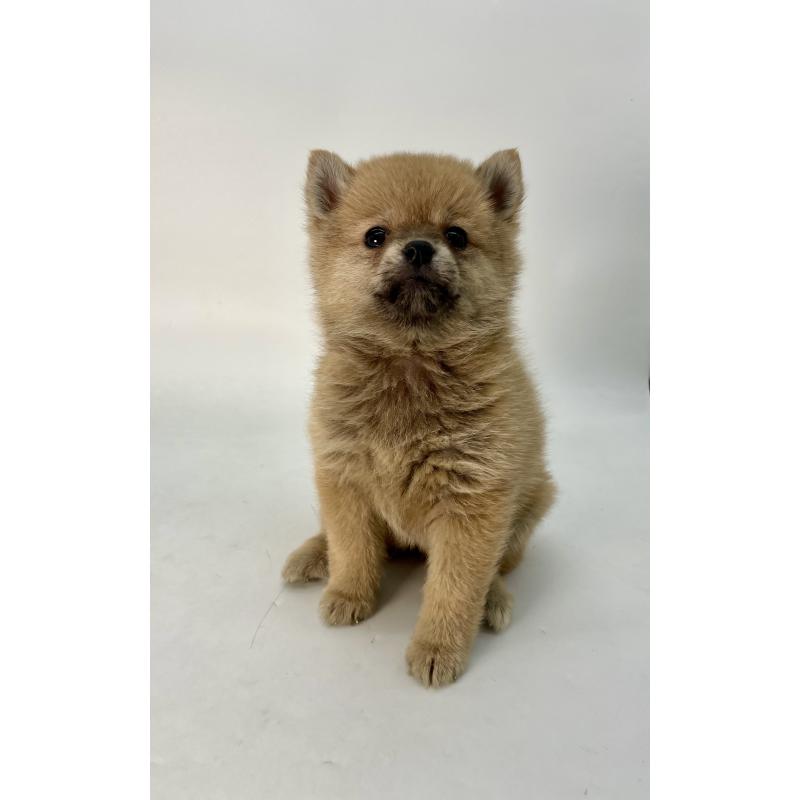 販売中の千葉県のミックス犬-433499の6枚目