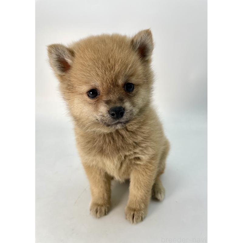 販売中の千葉県のミックス犬-433499の5枚目