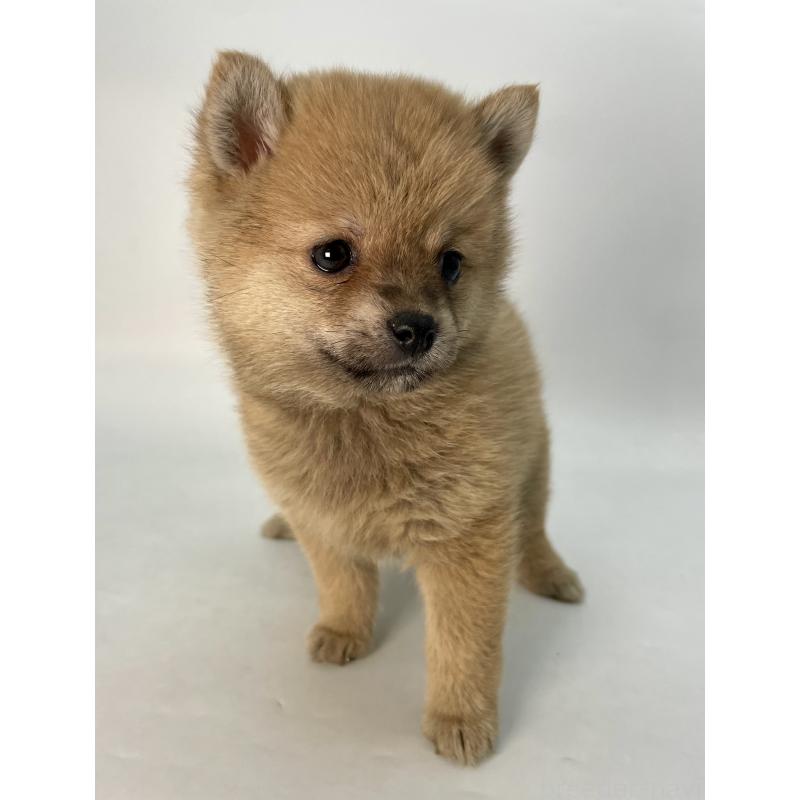 販売中の千葉県のミックス犬-433499の4枚目