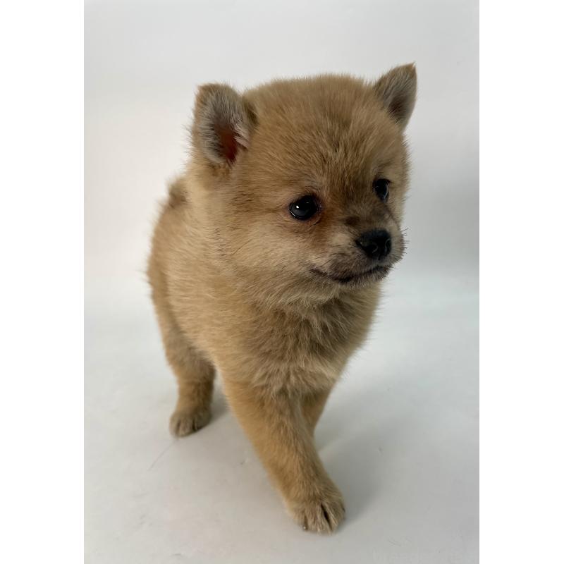 販売中の千葉県のミックス犬-433499の3枚目