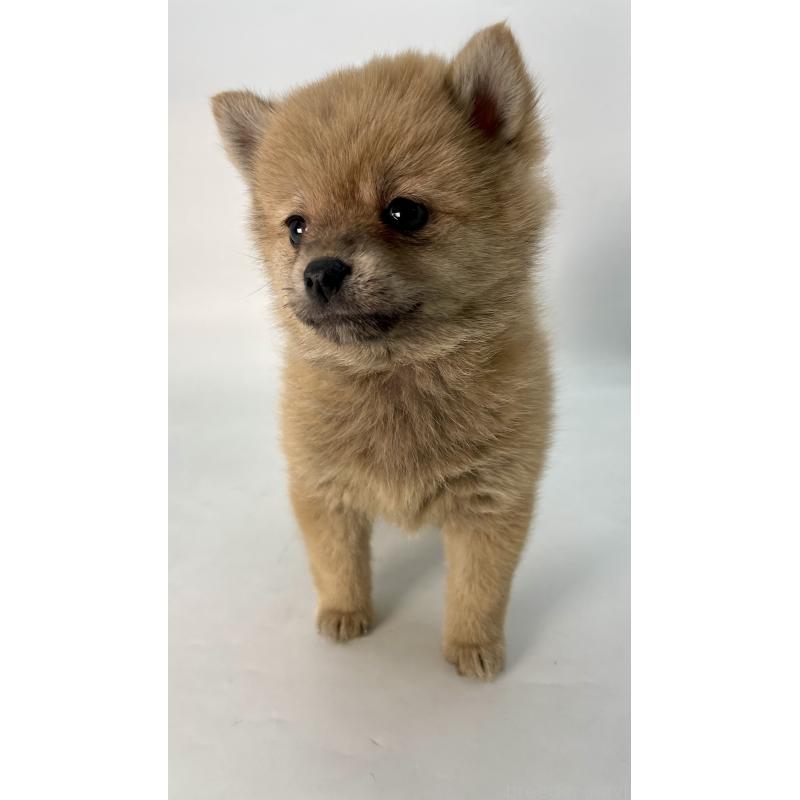 販売中の千葉県のミックス犬-433499の2枚目