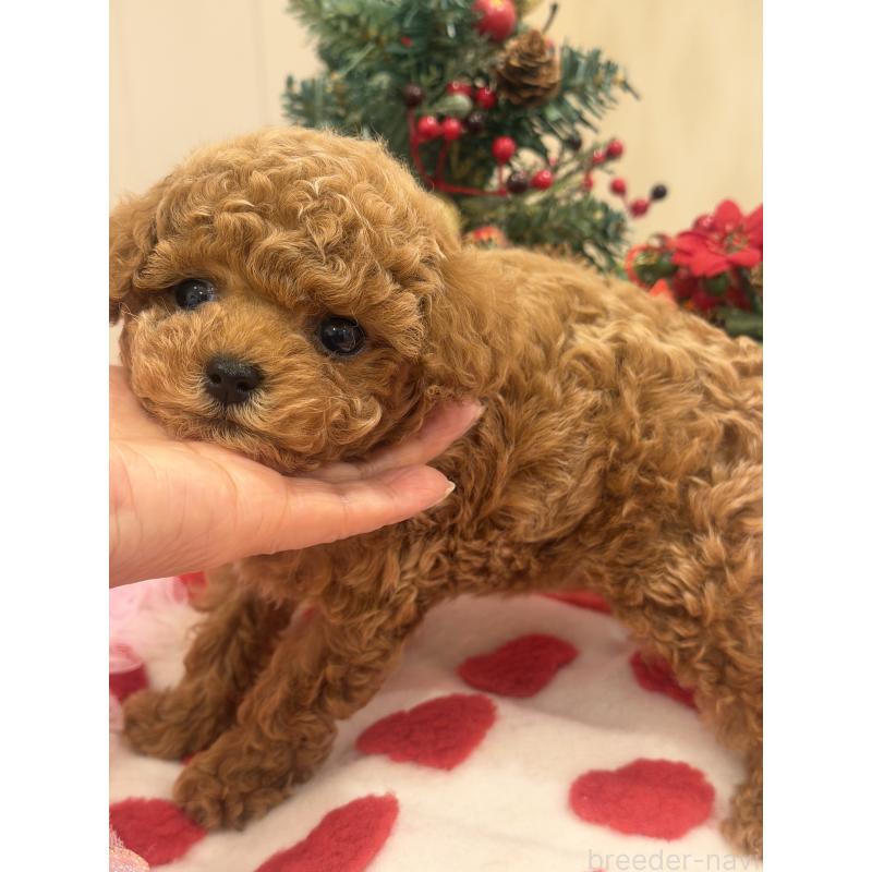 販売中の群馬県のタイニープードル-433500の6枚目