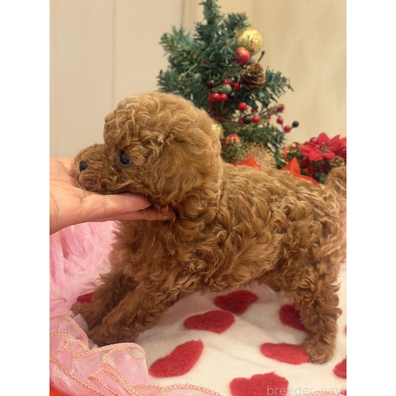 販売中の群馬県のタイニープードル-433500の5枚目