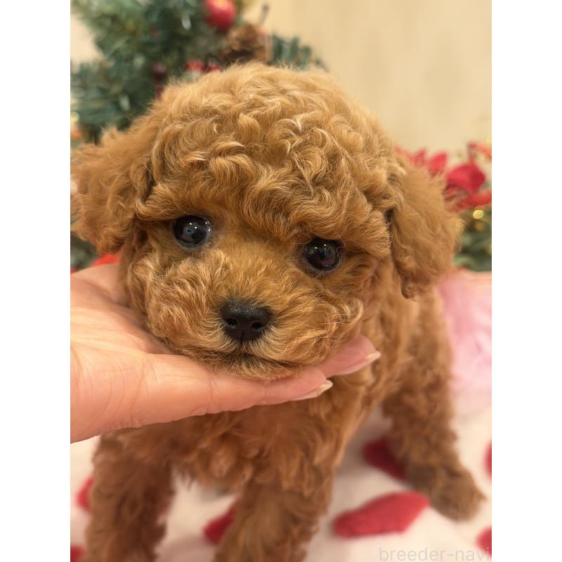 販売中の群馬県のタイニープードル-433500の4枚目