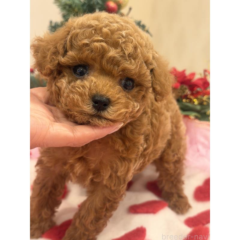 販売中の群馬県のタイニープードル-433500の3枚目