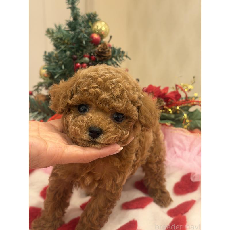 販売中の群馬県のタイニープードル-433500の2枚目