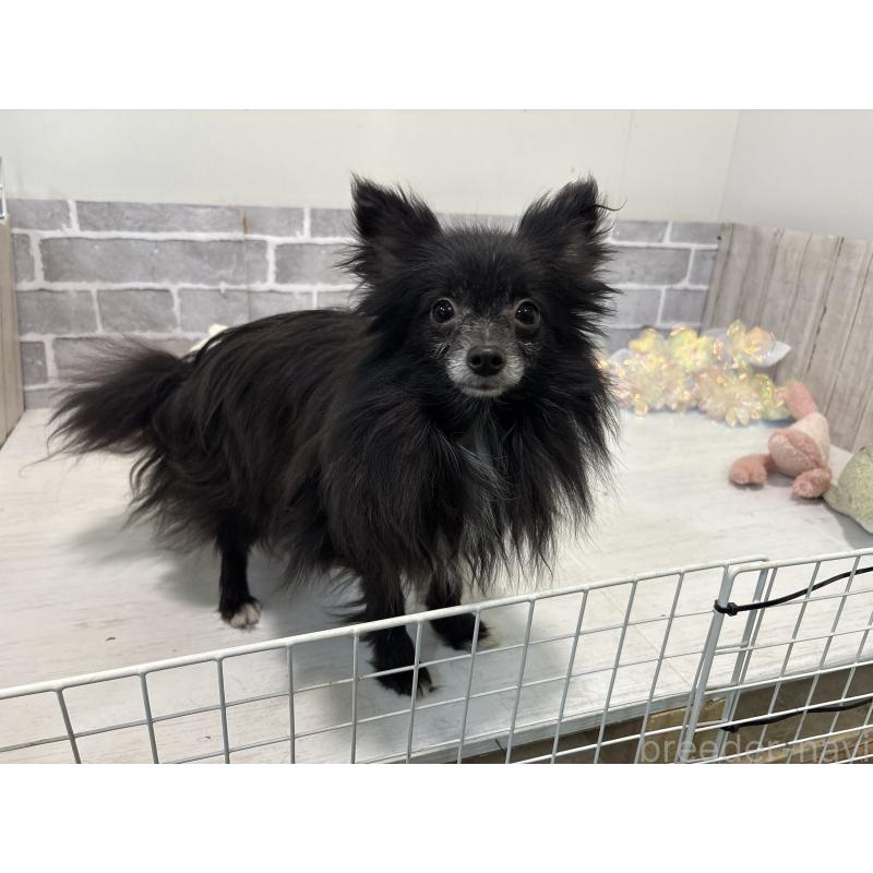 販売中の東京都のミックス犬-377874の2枚目