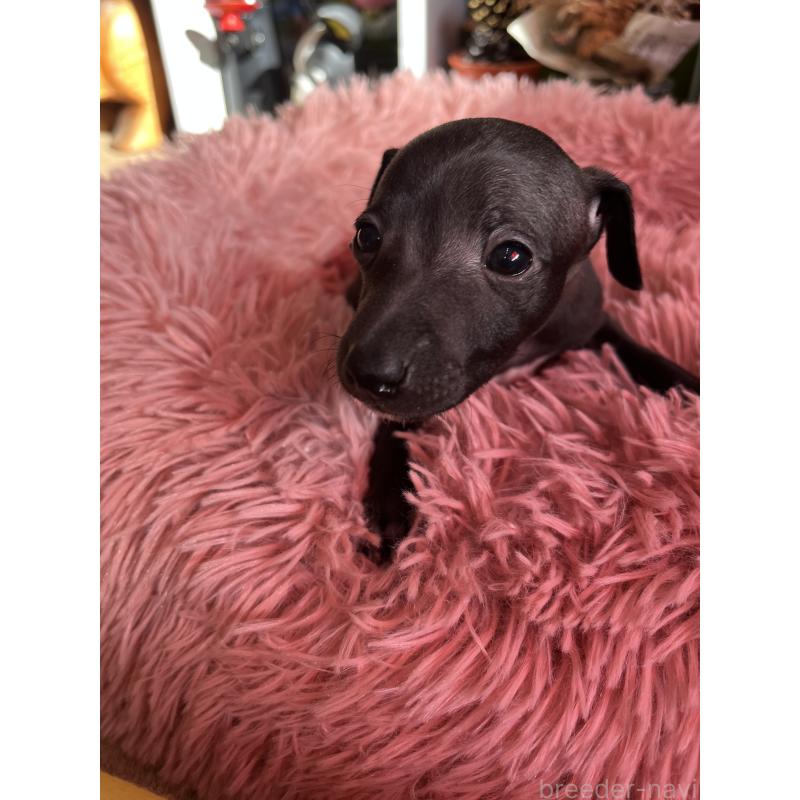 成約済の静岡県のイタリアングレーハウンド(イタグレ)-431178の5枚目