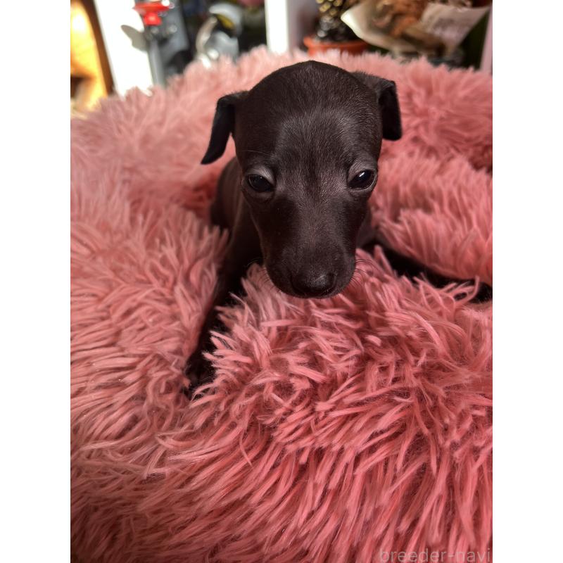 成約済の静岡県のイタリアングレーハウンド(イタグレ)-431178の4枚目