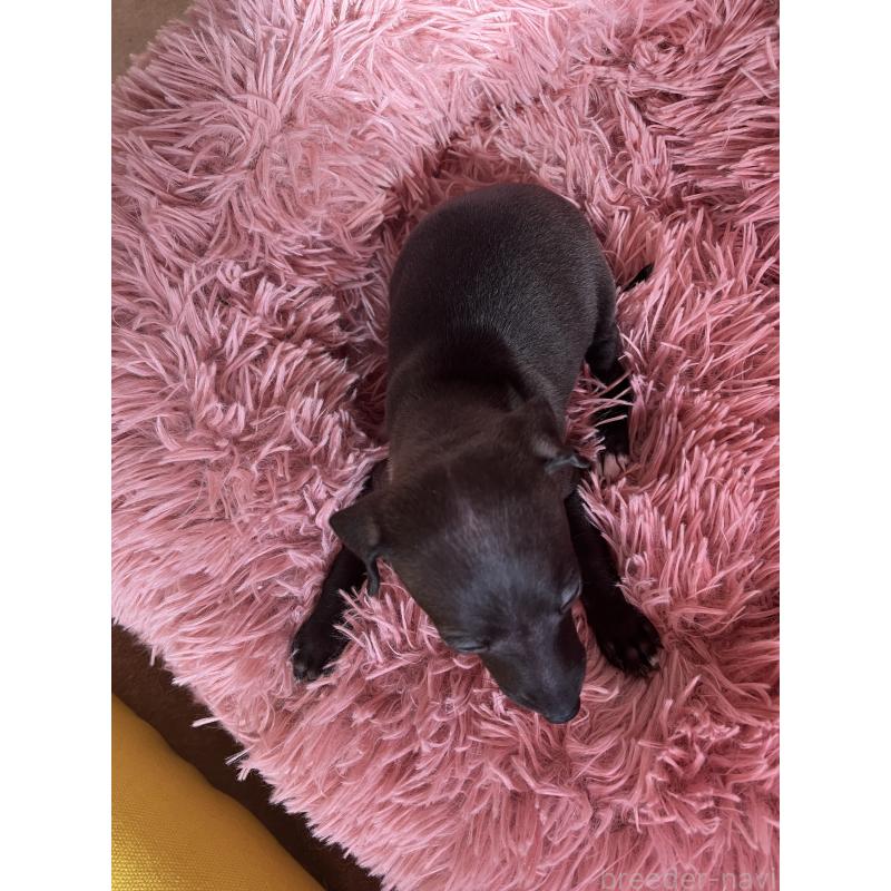 成約済の静岡県のイタリアングレーハウンド(イタグレ)-431178の3枚目