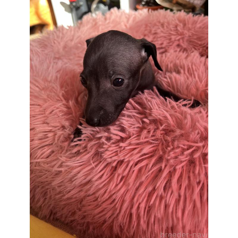 成約済の静岡県のイタリアングレーハウンド(イタグレ)-431178の2枚目