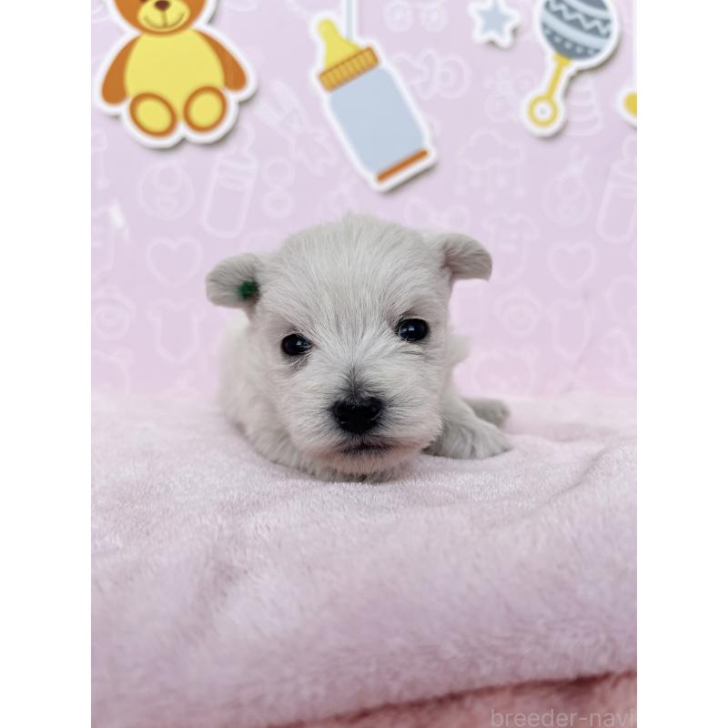 販売中の東京都のミックス犬-433503の5枚目