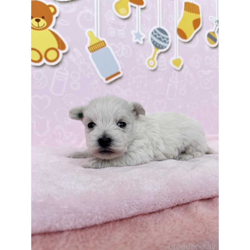 販売中の東京都のミックス犬-433503の4枚目