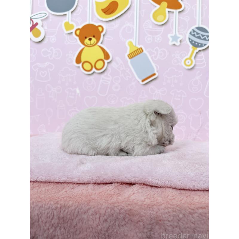 販売中の東京都のミックス犬-433503の3枚目