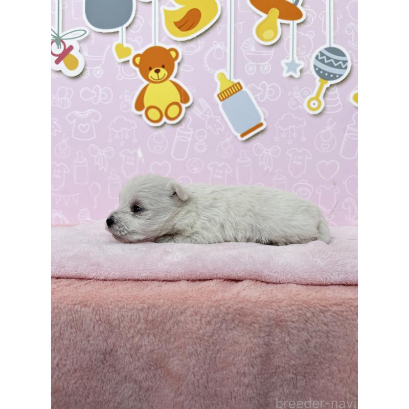 販売中の東京都のミックス犬-433503の2枚目