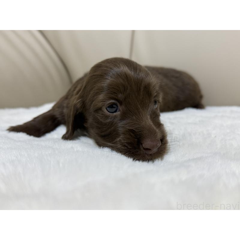 成約済の栃木県のミニチュアダックスフンド(ロングヘアード)-433502の4枚目