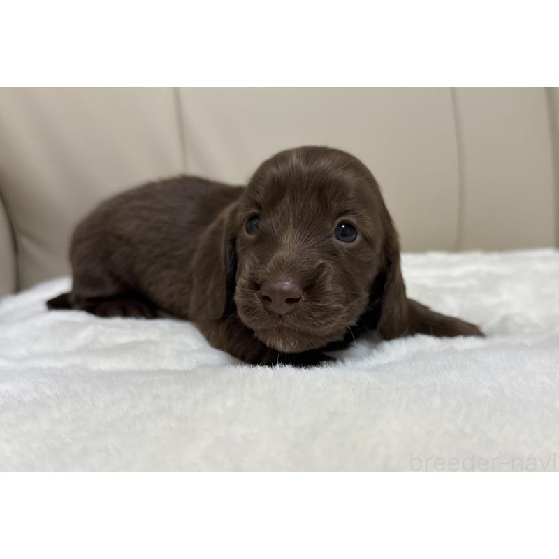 成約済の栃木県のミニチュアダックスフンド(ロングヘアード)-433502の3枚目