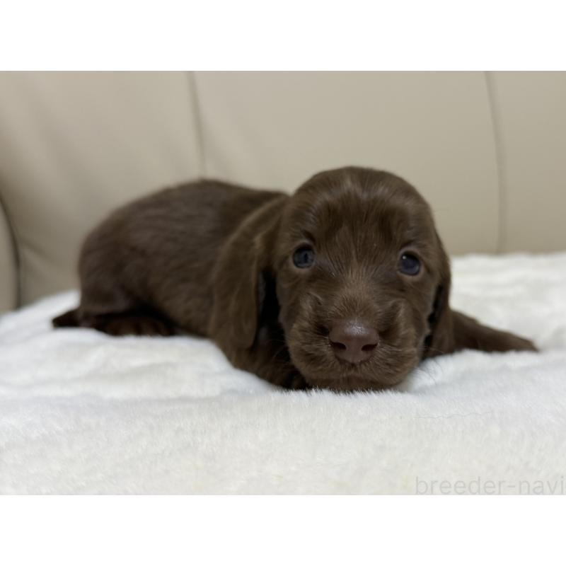 成約済の栃木県のミニチュアダックスフンド(ロングヘアード)-433502の2枚目