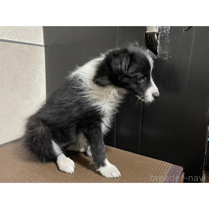 販売中の東京都のボーダーコリー-433504の7枚目