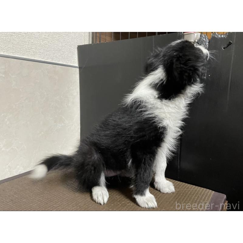 販売中の東京都のボーダーコリー-433504の6枚目