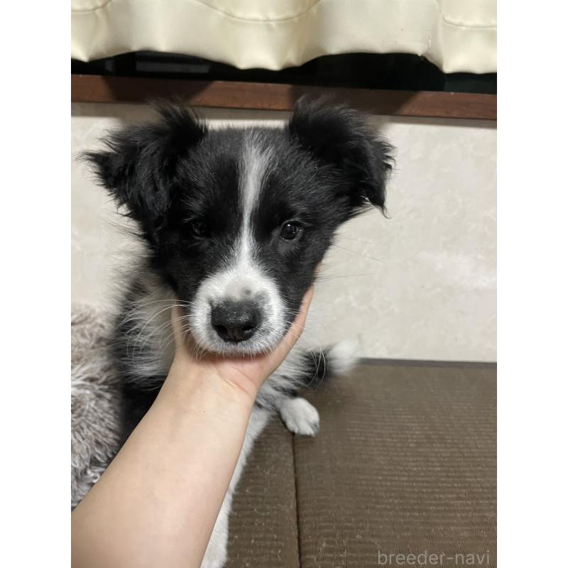 販売中の東京都のボーダーコリー-433504の5枚目
