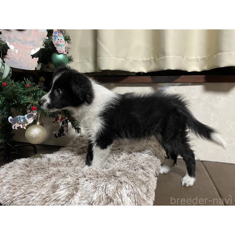販売中の東京都のボーダーコリー-433504の4枚目