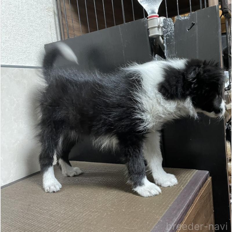 販売中の東京都のボーダーコリー-433504の3枚目